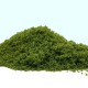 Fine Turf and Foliage Cover Light Green By Footpath Scenes Fine Turf and Foliage Cover Light Green By Footpath Scenes