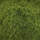Fine Turf and Foliage Cover Light Green By Footpath Scenes Fine Turf and Foliage Cover Light Green By Footpath Scenes