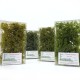 Shrub Bush Thicket Medium Green 