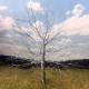 English Oak Tree Wire Armature 190mm tall English Oak Tree Wire Armature 190mm tall