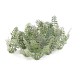 Stinging Nettles  OO  TT