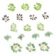Garden Plants OO / TT