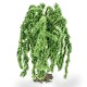 Weeping Willow Trees 85mm Tall Weeping Willow Trees 85mm Tall
