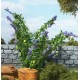 Garden walling OO