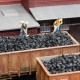 Coal 'Brown' OO From Juweela