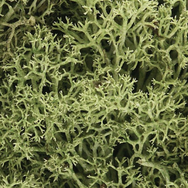 Lichen Light Green Woodland Scenics L162