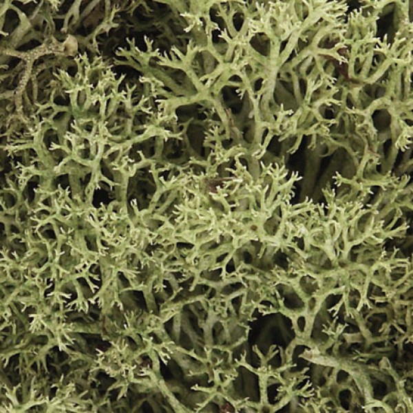 Lichen Spring Green Woodland Scenics L161