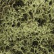 Lichen Spring Green Woodland Scenics L161
