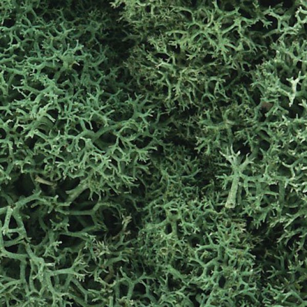 Lichen Medium Green Woodland Scenics L163