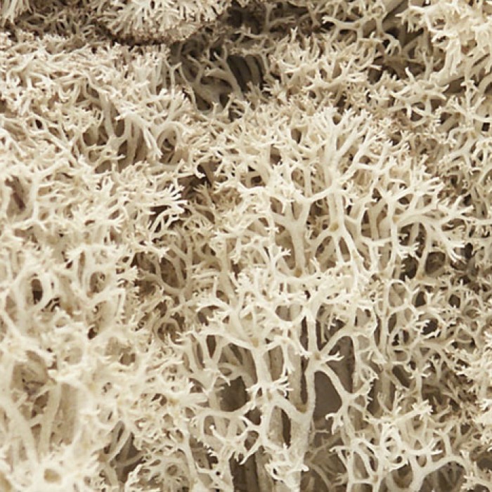 Lichen Natural Woodland Scenics L166 Lichen Natural Woodland Scenics L166