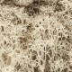 Lichen Natural Woodland Scenics L166 Lichen Natural Woodland Scenics L166