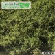Bushes High Light Green Lars op t Hof Scenery