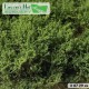 Bushes High Medium Green Lars op t Hof Scenery