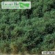 Bushes Low Dark Green Lars op t Hof Scenery Bushes Low Dark Green Lars op t Hof Scenery
