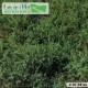Bushes High Dark Green Lars op t Hof Scenery