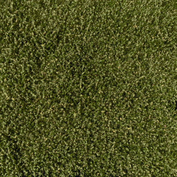 Weeds Light Green Lars op 't Hof Scenery