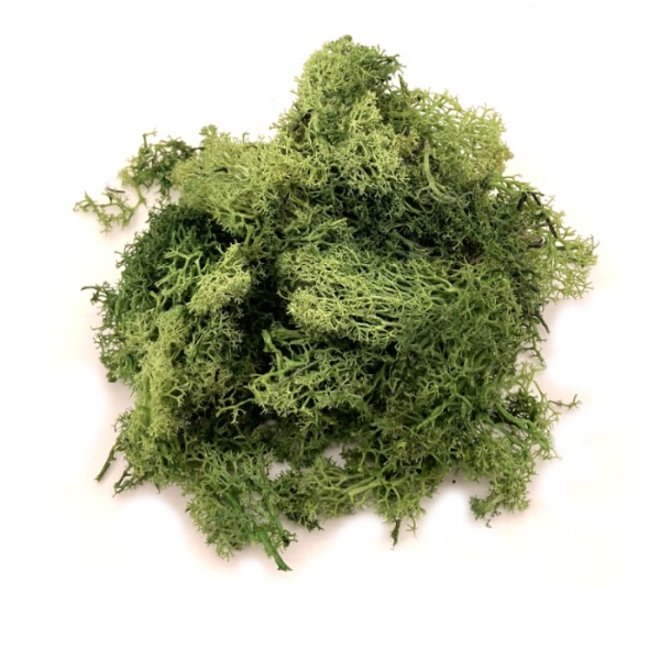 Lichen Medium Green Blend Bulk Packs