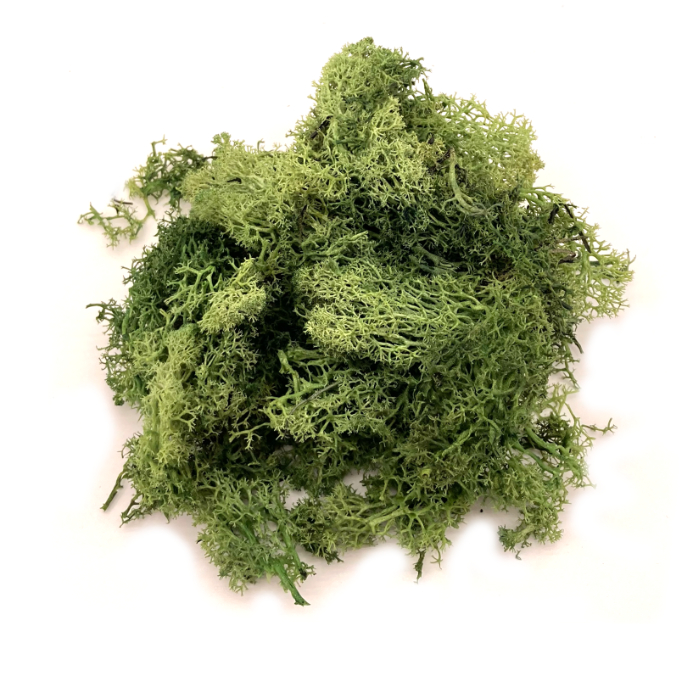 Lichen Medium Green Blend Bulk Packs Lichen Medium Green Blend Bulk Packs