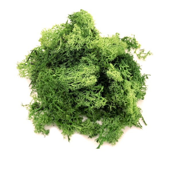 Lichen Light Green Blend Bulk Packs