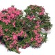Shrub Bushes Flowering Yellow 701-92S