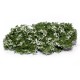 Shrub Bushes Flowering White Shrub Bushes Flowering White