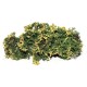 Shrub Bushes Flowering Yellow 701-92S