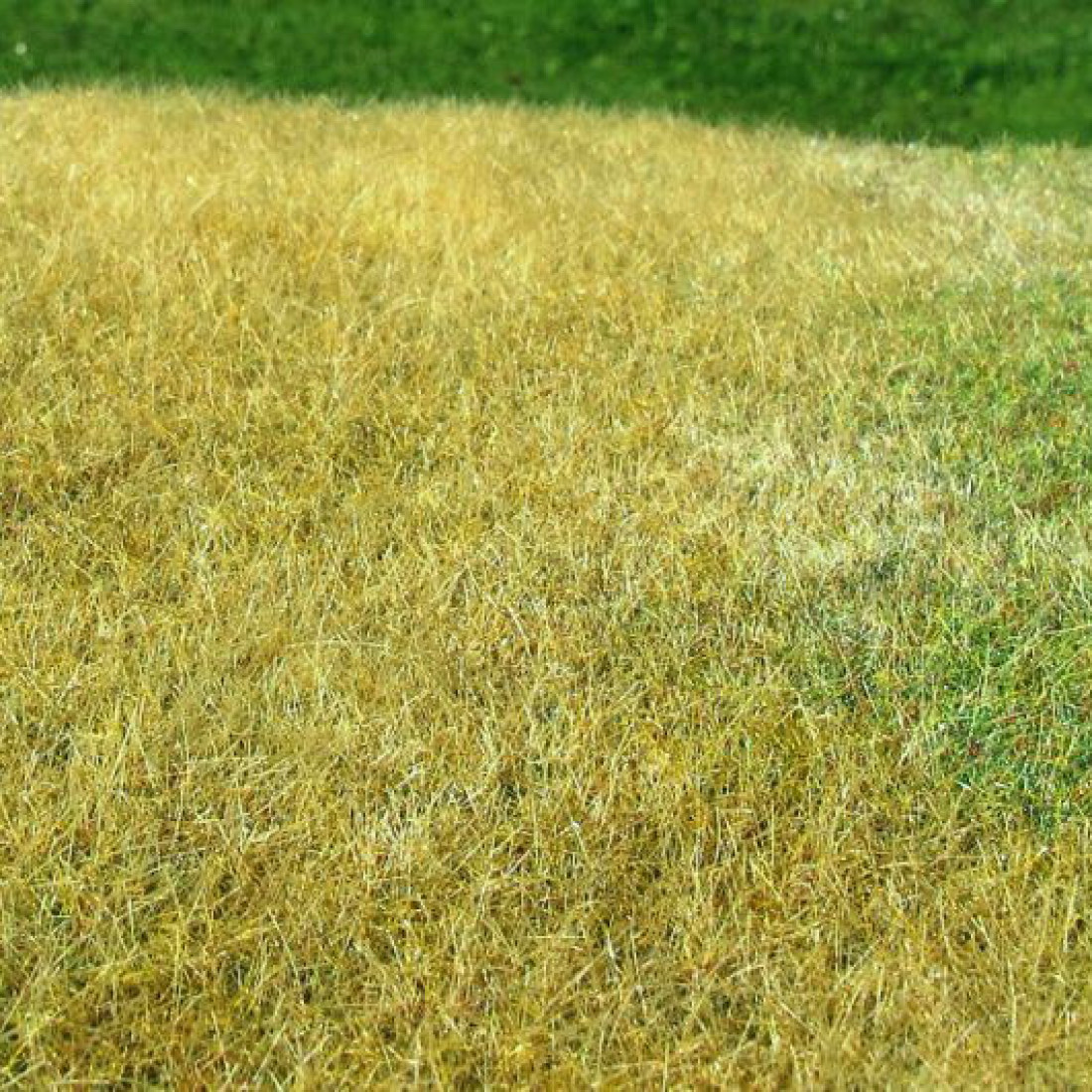 Landscape Static Grass Mat Late Summer Meadow Grass Model Scene F023