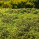 Landscape Mat Grass and Low Bushes, Spring Model Scene F501 Landscape Mat Grass and Low Bushes, Spring Model Scene F501
