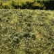 Landscape Mat Grass and Low Bushes, Late Summer Model Scene F503 Landscape Mat Grass and Low Bushes, Late Summer Model Scene F503