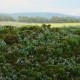 Blueberries minipack landscape mat Blueberries minipack landscape mat