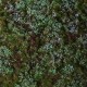 Blueberries minipack landscape mat Blueberries minipack landscape mat
