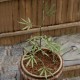 Cannabis 1:32 / 1:35 scale Cannabis 1:32 / 1:35 scale