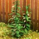 Nettles 1:32 / 1:35 scale Nettles 1:32 / 1:35 scale
