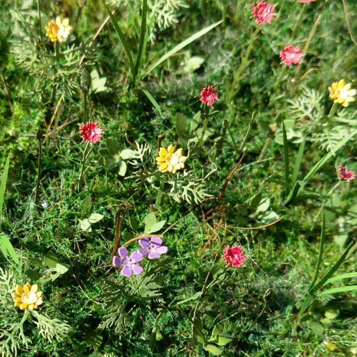 Meadow Flowers 1:32 scale Meadow Flowers 1:32 scale