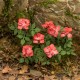 Roses 1:32 scale
