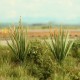 Bullrushes OO Bullrushes OO