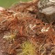 Dead Dry Fern OO