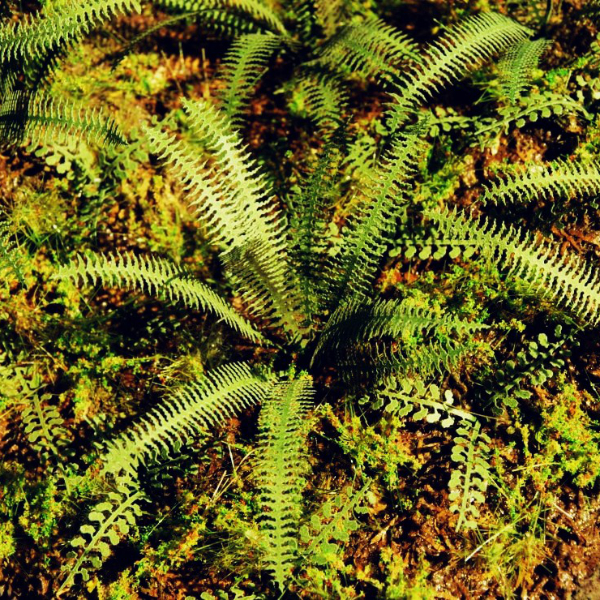 Tropical Ferns OO Model Scene VG7-037