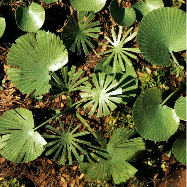 Low Palm Luciala 