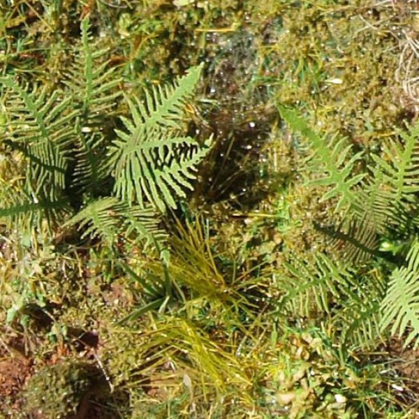 Fern 
