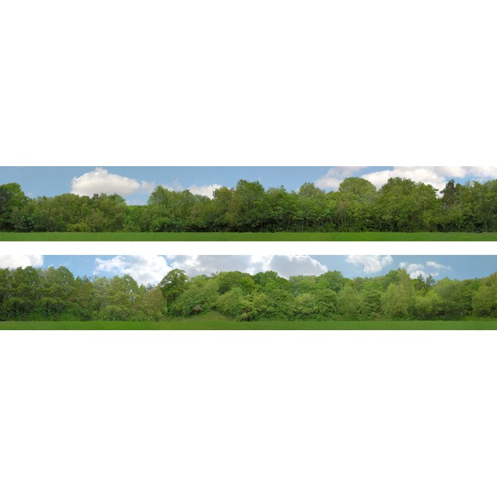 Backscene Tall Trees 149A N gauge and OO Backscene Tall Trees 149A N gauge and OO