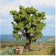 Oak Tree 150mm tall Noch 21760 Oak Tree 150mm tall Noch 21760