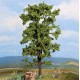 Lime Tree 185mm tall Noch 21780 Lime Tree 185mm tall Noch 21780