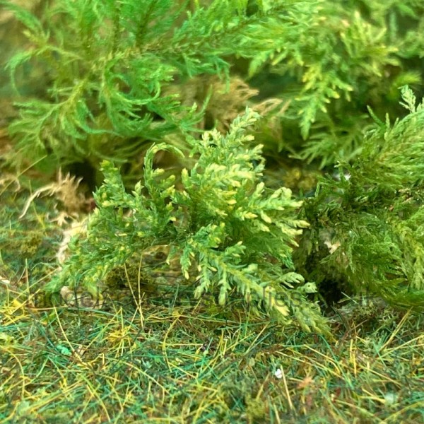 Fern Moss Bracken Fern any scale