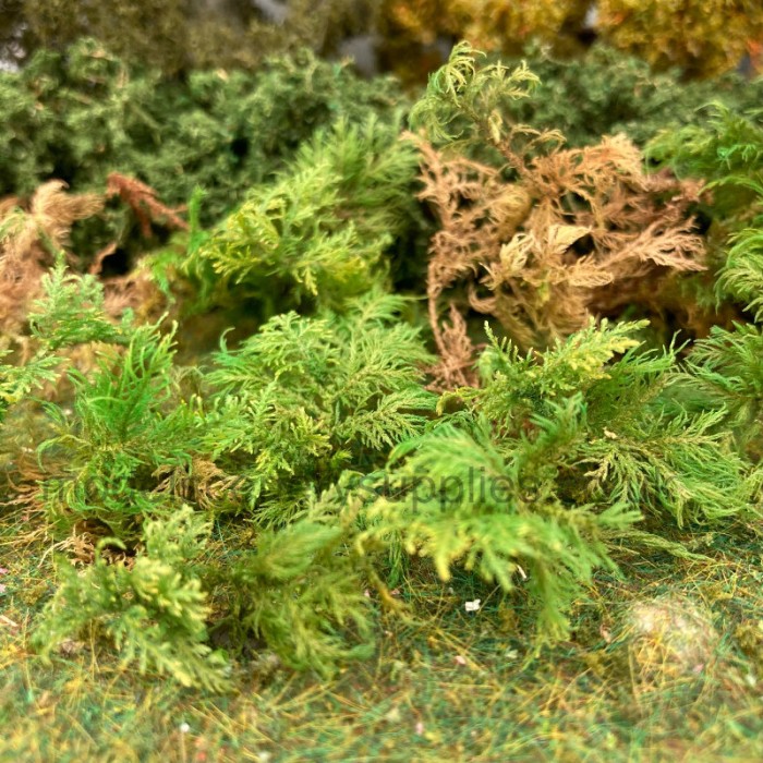 Fern Moss Bracken Fern any scale Fern Moss Bracken Fern any scale