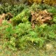 Fern Moss Bracken Fern any scale Fern Moss Bracken Fern any scale