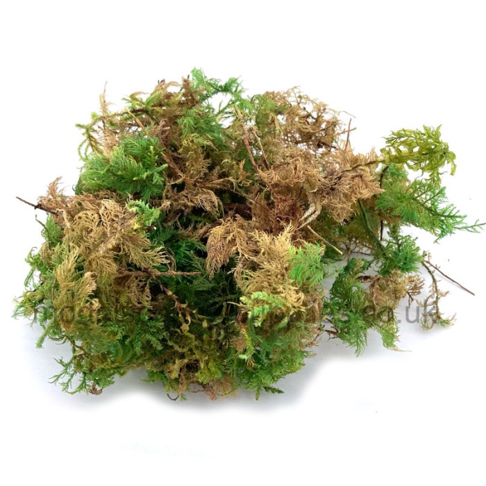 Fern Moss Bracken Fern any scale Fern Moss Bracken Fern any scale