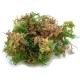 Fern Moss Bracken Fern any scale Fern Moss Bracken Fern any scale