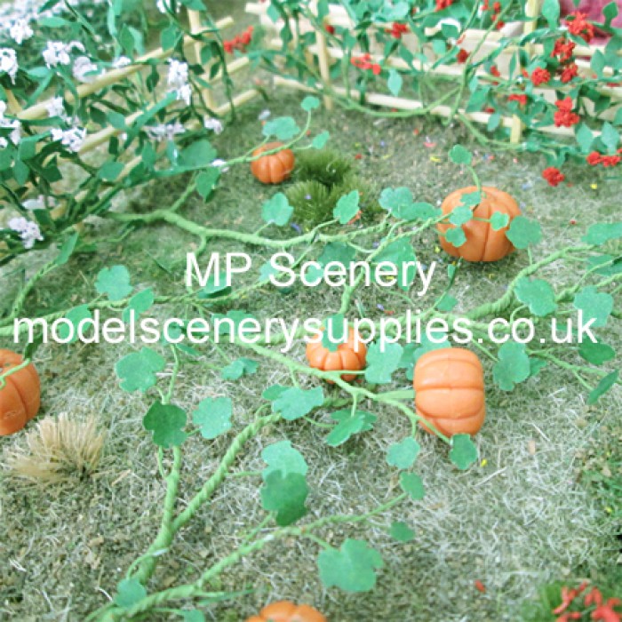 Pumpkin Plants Large Pumpkin Plants Large