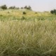 Static grass Light Green 4mm Woodland Scenics FS619 Static grass Light Green 4mm Woodland Scenics FS619